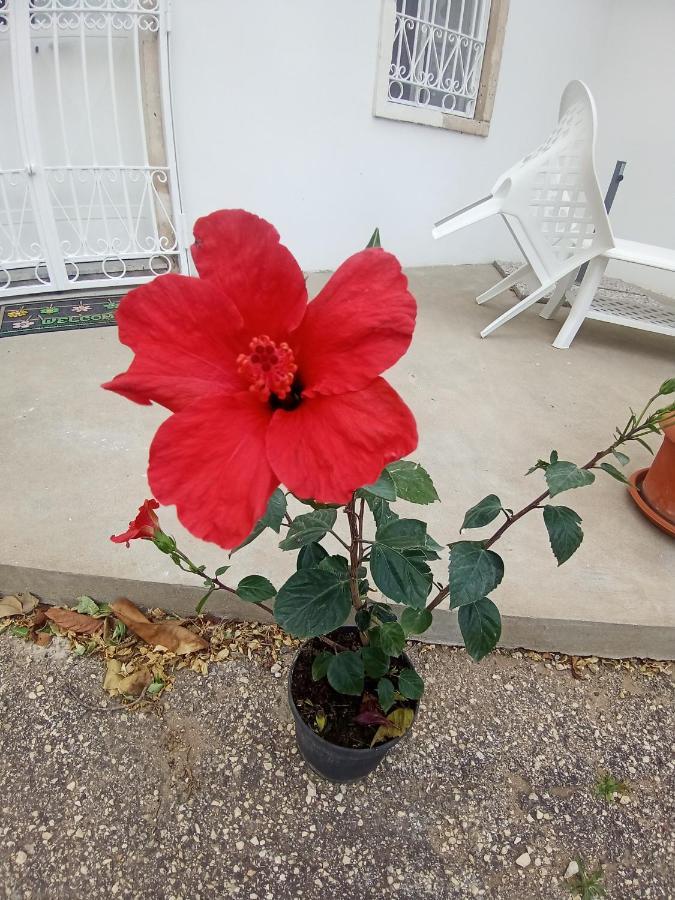 סירקוזה Hibiscus Siracusa מראה חיצוני תמונה