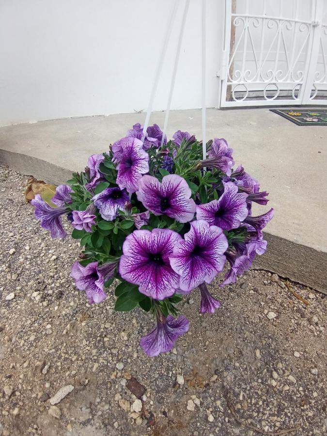 סירקוזה Hibiscus Siracusa מראה חיצוני תמונה